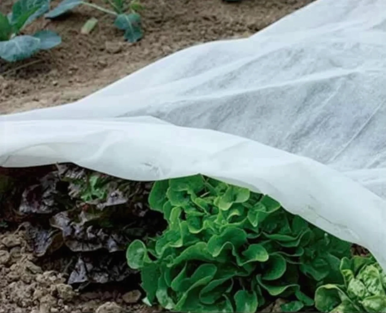 Garutom plant freeze protection cloth, 10ft x 33ft, 1.1 oz